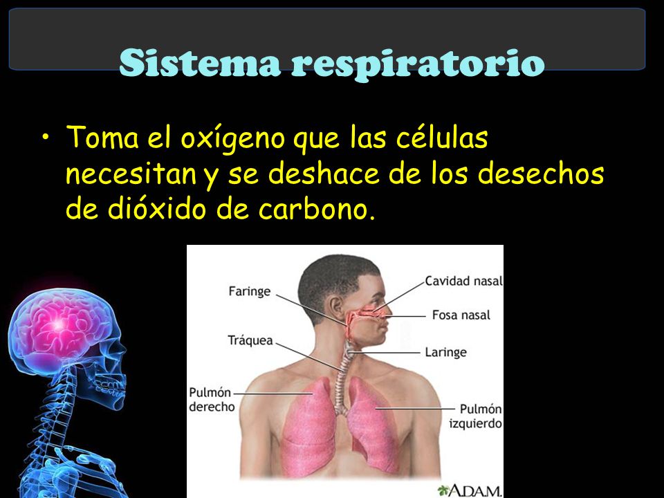 Sistema respiratorio Toma el oxígeno que las células necesitan y se deshace de los desechos de dióxido de carbono.