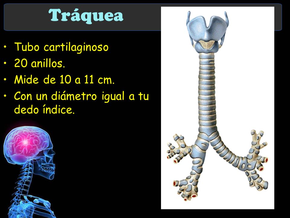 Tráquea Tubo cartilaginoso 20 anillos. Mide de 10 a 11 cm.