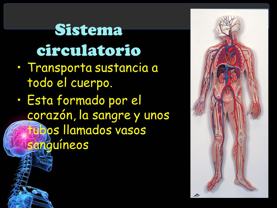 Sistema circulatorio Transporta sustancia a todo el cuerpo.