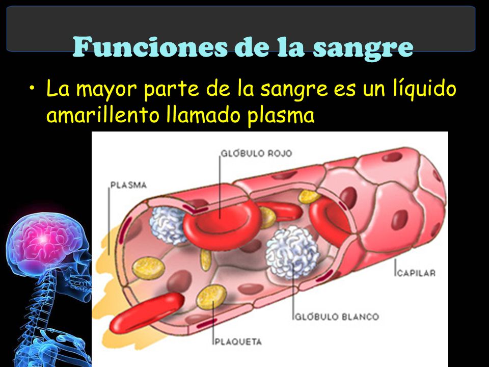 Funciones de la sangre La mayor parte de la sangre es un líquido amarillento llamado plasma