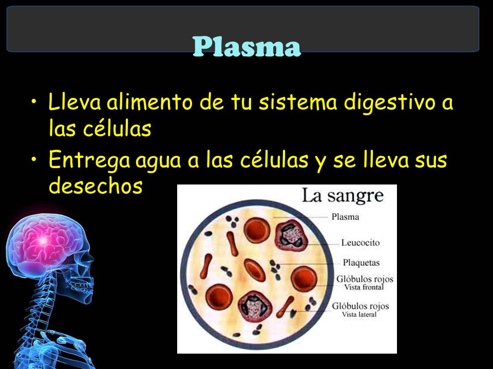 Plasma Lleva alimento de tu sistema digestivo a las células