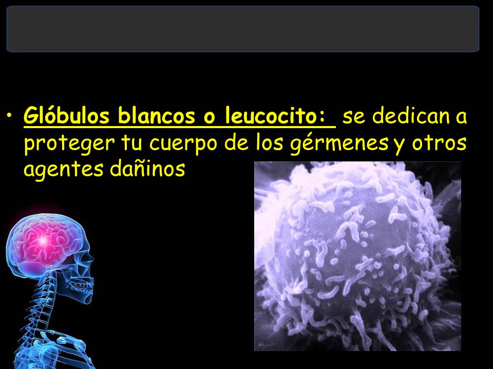 Glóbulos blancos o leucocito: se dedican a proteger tu cuerpo de los gérmenes y otros agentes dañinos