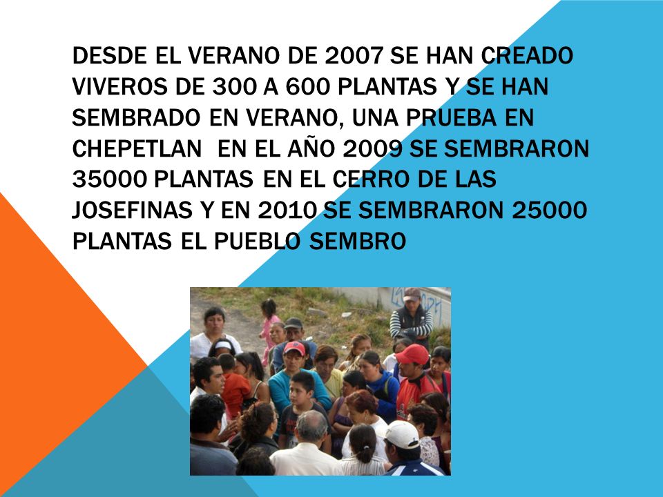 DESDE EL VERANO DE 2007 SE HAN CREADO VIVEROS DE 300 A 600 PLANTAS Y SE HAN SEMBRADO EN VERANO, UNA PRUEBA EN CHEPETLAN EN EL AÑO 2009 SE SEMBRARON PLANTAS EN EL CERRO DE LAS JOSEFINAS Y EN 2010 SE SEMBRARON PLANTAS EL PUEBLO SEMBRO