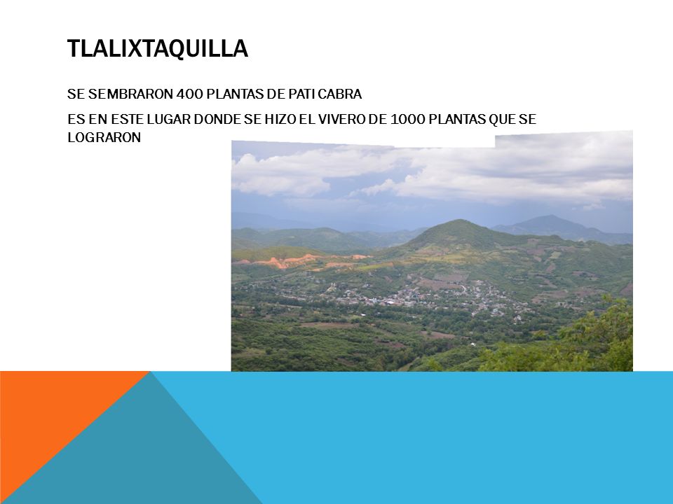 TLALIXTAQUILLA SE SEMBRARON 400 PLANTAS DE PATI CABRA ES EN ESTE LUGAR DONDE SE HIZO EL VIVERO DE 1000 PLANTAS QUE SE LOGRARON
