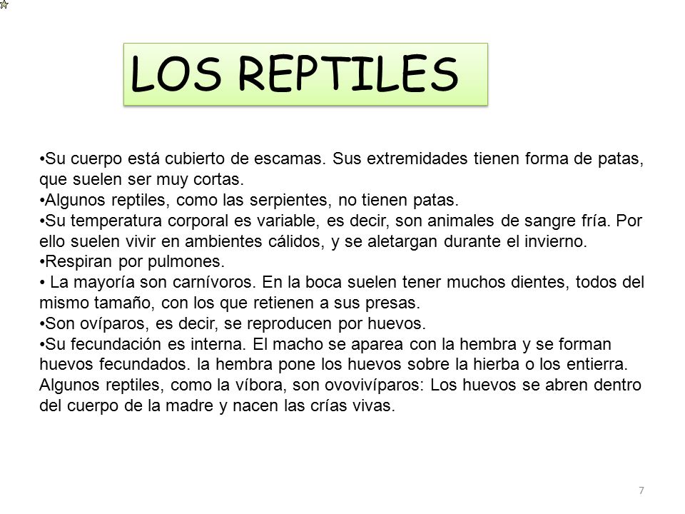 LOS REPTILES Su cuerpo está cubierto de escamas. Sus extremidades tienen forma de patas, que suelen ser muy cortas.