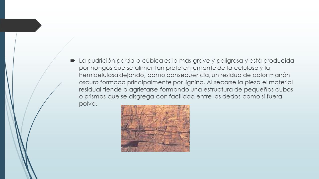 La pudrición parda o cúbica es la más grave y peligrosa y está producida por hongos que se alimentan preferentemente de la celulosa y la hemicelulosa dejando, como consecuencia, un residuo de color marrón oscuro formado principalmente por lignina.