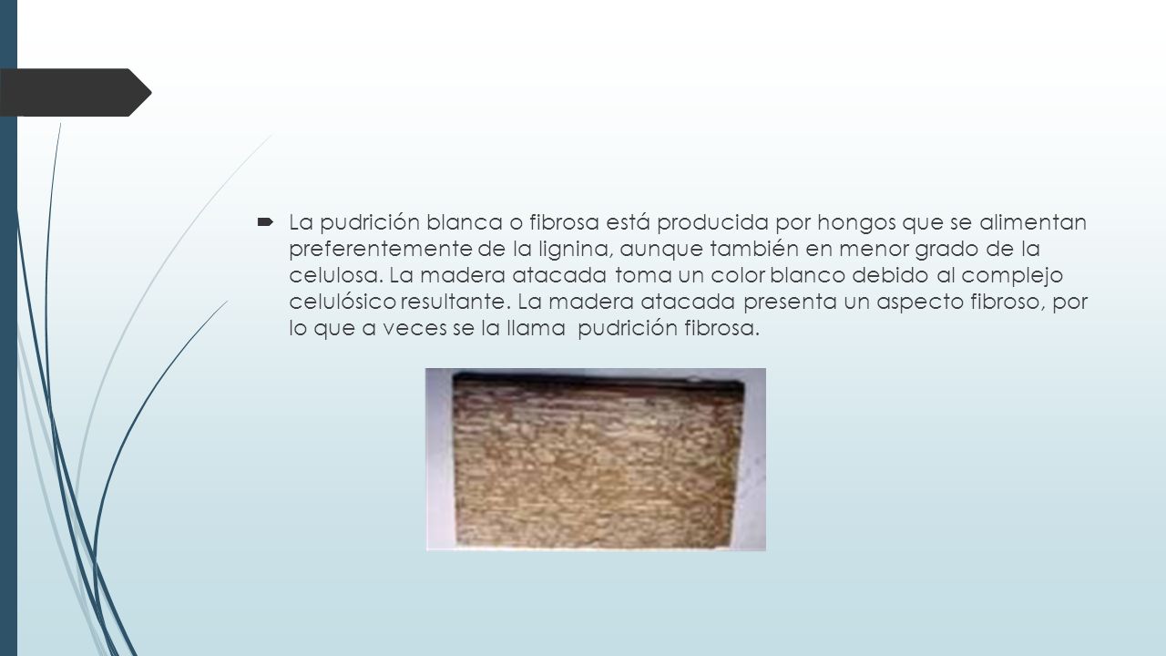 La pudrición blanca o fibrosa está producida por hongos que se alimentan preferentemente de la lignina, aunque también en menor grado de la celulosa.