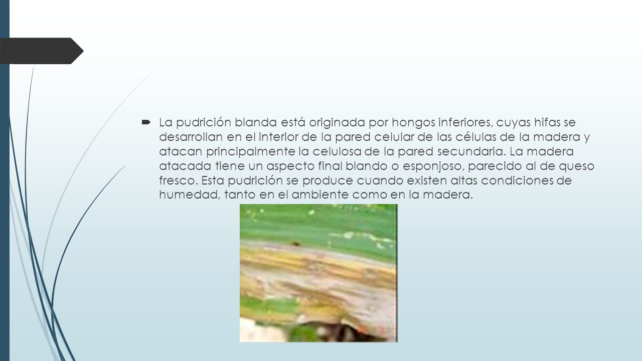 La pudrición blanda está originada por hongos inferiores, cuyas hifas se desarrollan en el interior de la pared celular de las células de la madera y atacan principalmente la celulosa de la pared secundaria.