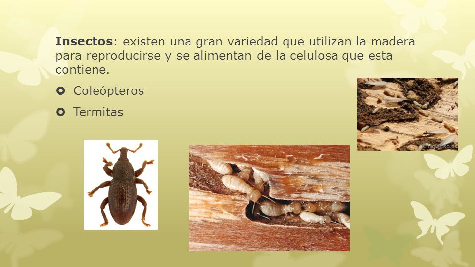 Insectos: existen una gran variedad que utilizan la madera para reproducirse y se alimentan de la celulosa que esta contiene.