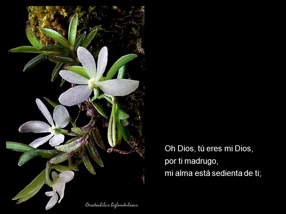 Oh Dios, tú eres mi Dios, por ti madrugo, mi alma está sedienta de ti;