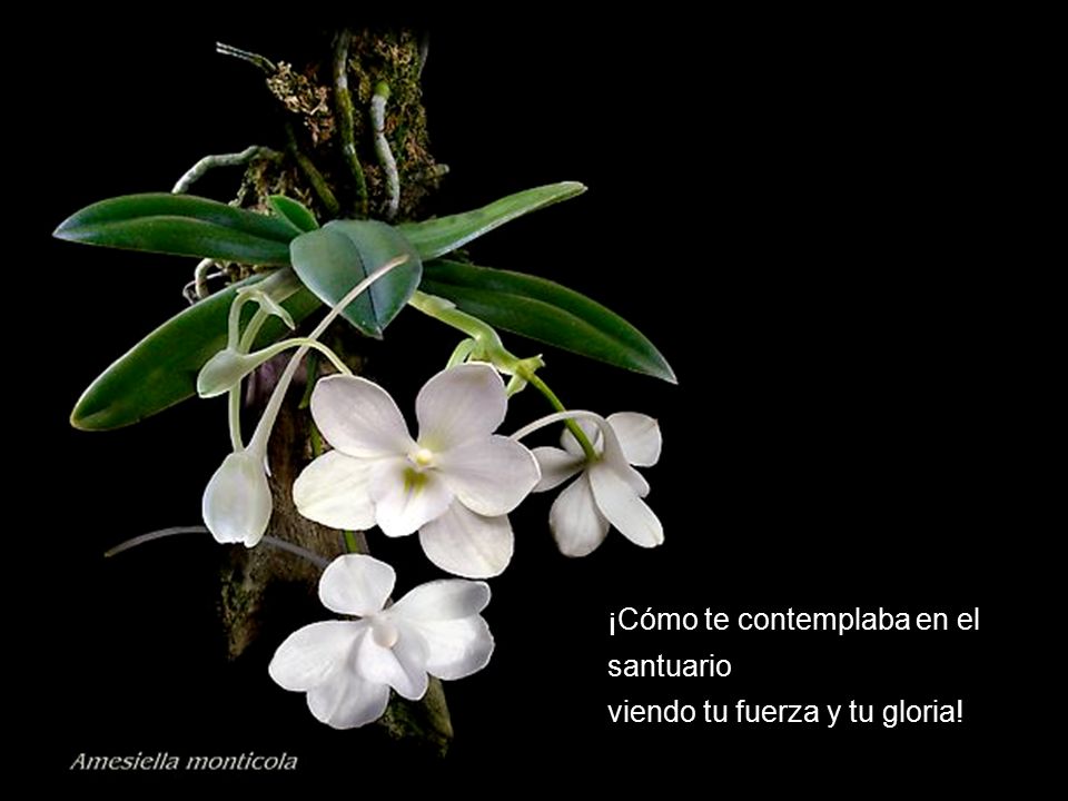 ¡Cómo te contemplaba en el santuario viendo tu fuerza y tu gloria!