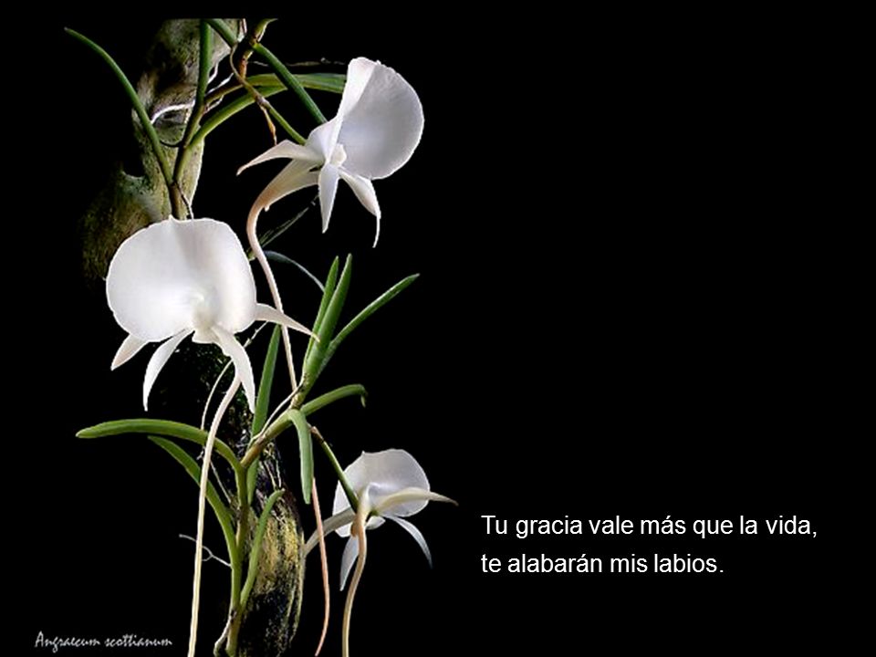 Tu gracia vale más que la vida, te alabarán mis labios.