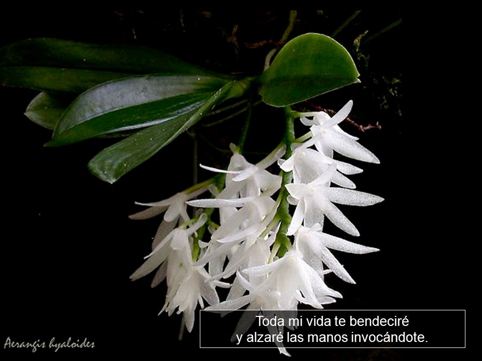 Toda mi vida te bendeciré y alzaré las manos invocándote.