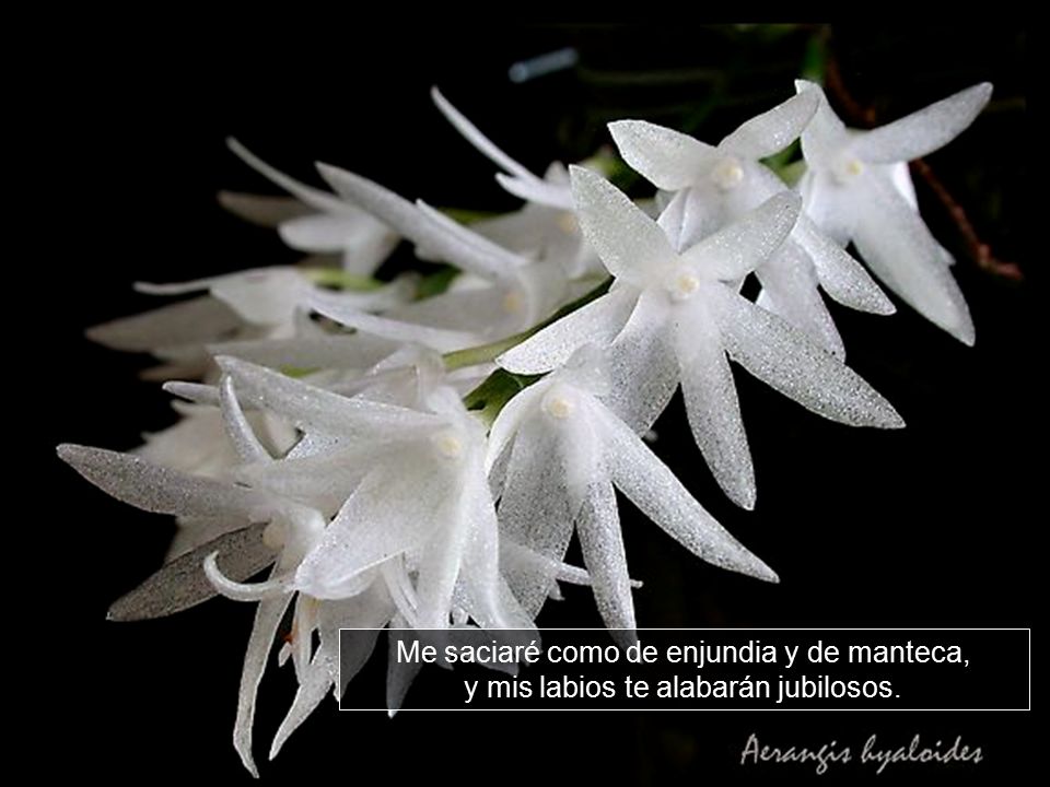 Me saciaré como de enjundia y de manteca, y mis labios te alabarán jubilosos.
