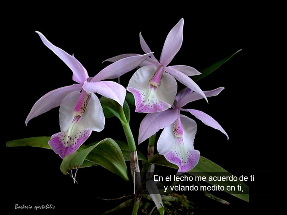 En el lecho me acuerdo de ti y velando medito en ti,