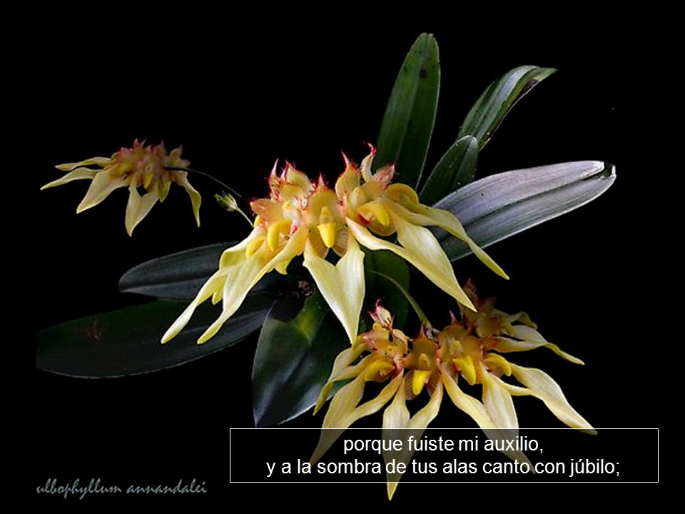 porque fuiste mi auxilio, y a la sombra de tus alas canto con júbilo;