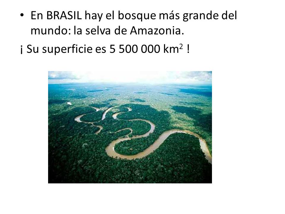 En BRASIL hay el bosque más grande del mundo: la selva de Amazonia.