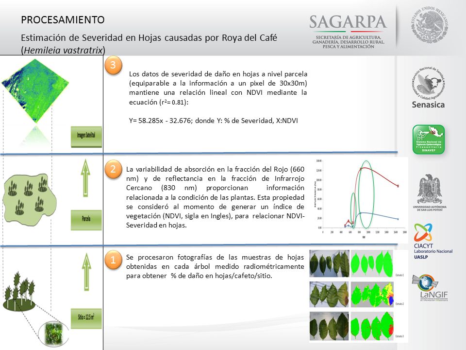 PROCESAMIENTO Estimación de Severidad en Hojas causadas por Roya del Café (Hemileia vastratrix) 3.