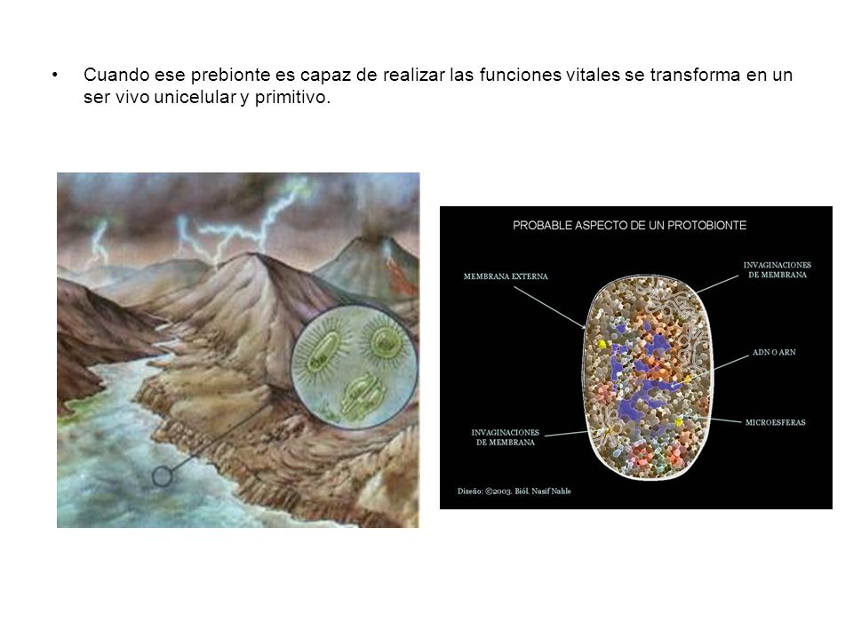 Cuando ese prebionte es capaz de realizar las funciones vitales se transforma en un ser vivo unicelular y primitivo.