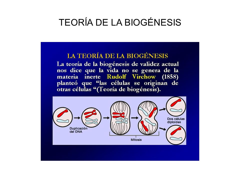 TEORÍA DE LA BIOGÉNESIS