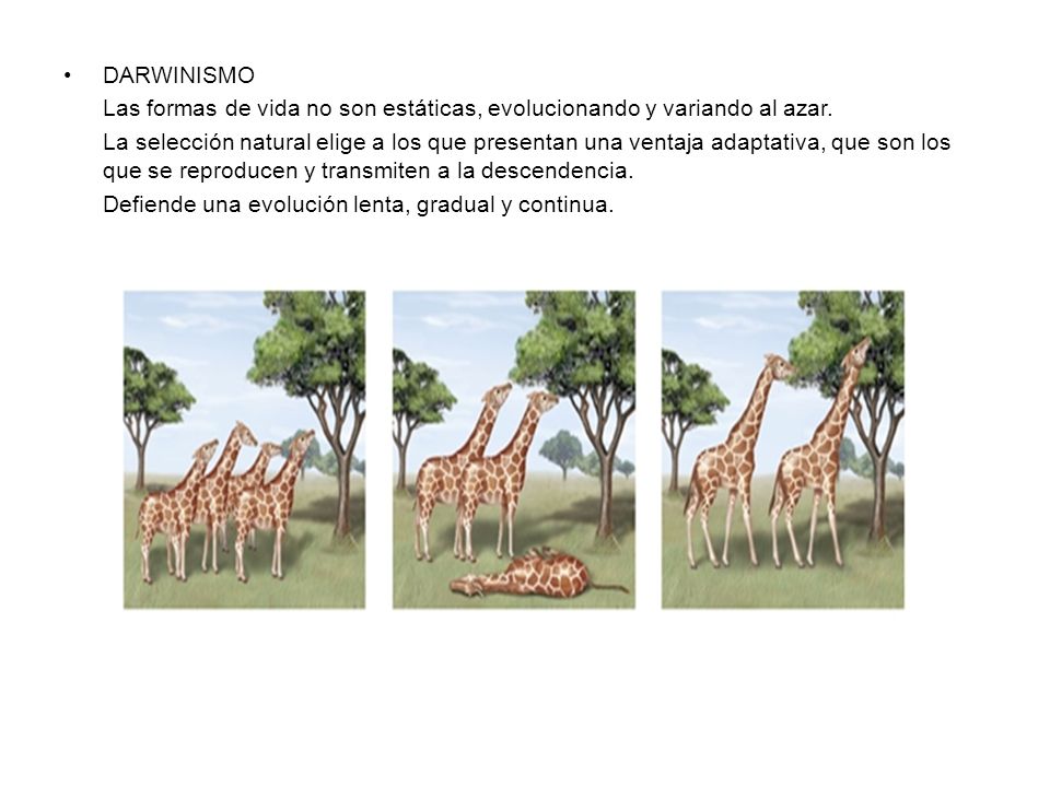 DARWINISMO Las formas de vida no son estáticas, evolucionando y variando al azar.