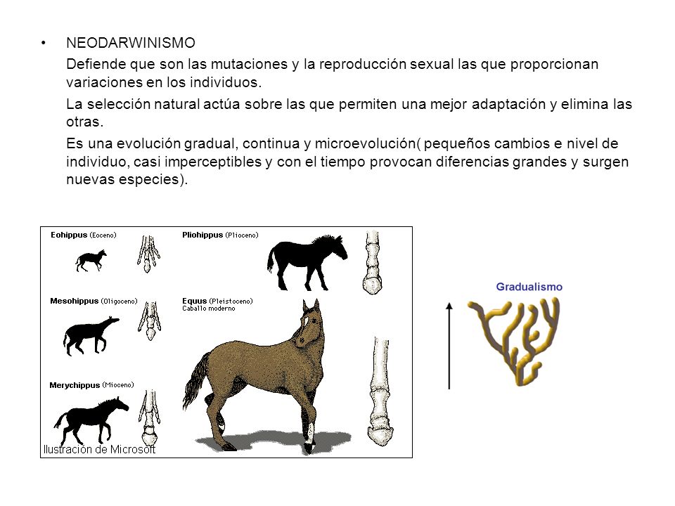 NEODARWINISMO Defiende que son las mutaciones y la reproducción sexual las que proporcionan variaciones en los individuos.