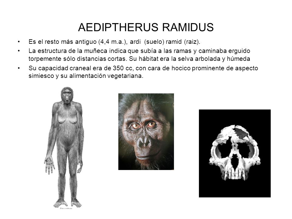 AEDIPTHERUS RAMIDUS Es el resto más antiguo (4,4 m.a.), ardi (suelo) ramid (raiz).