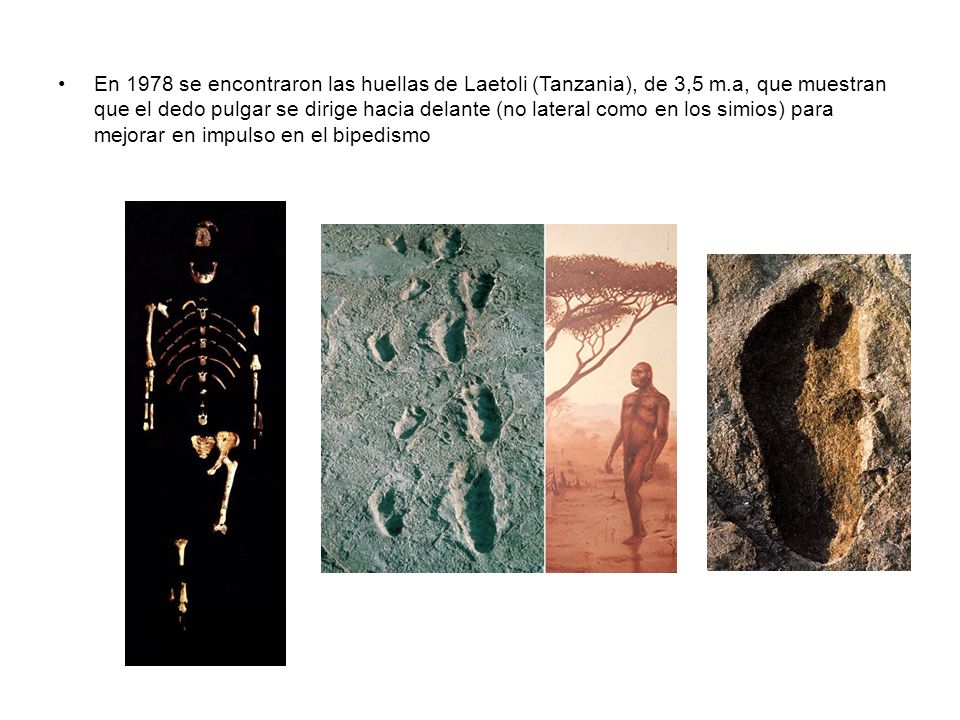 En 1978 se encontraron las huellas de Laetoli (Tanzania), de 3,5 m