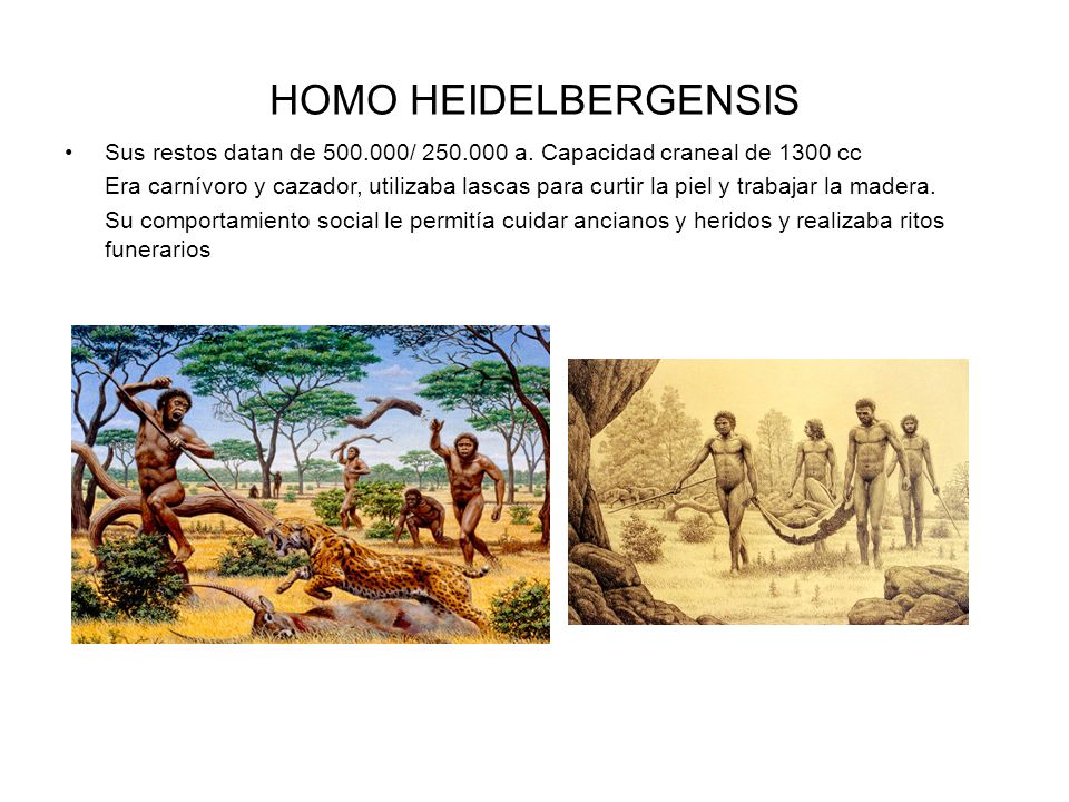 HOMO HEIDELBERGENSIS Sus restos datan de / a. Capacidad craneal de 1300 cc.