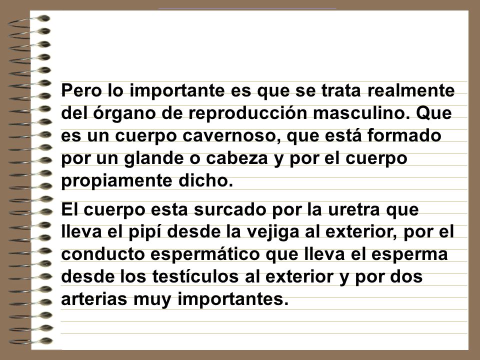 Pero lo importante es que se trata realmente del órgano de reproducción masculino. Que es un cuerpo cavernoso, que está formado por un glande o cabeza y por el cuerpo propiamente dicho.