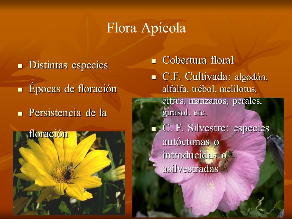 Flora Apícola Distintas especies Épocas de floración