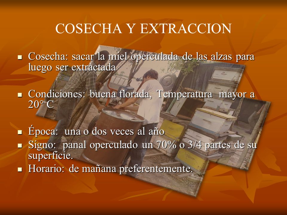 COSECHA Y EXTRACCION Cosecha: sacar la miel operculada de las alzas para luego ser extractada.