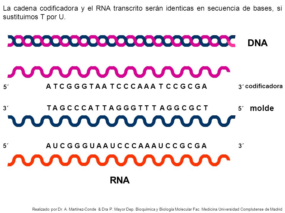 La cadena codificadora y el RNA transcrito serán identicas en secuencia de bases, si sustituimos T por U.