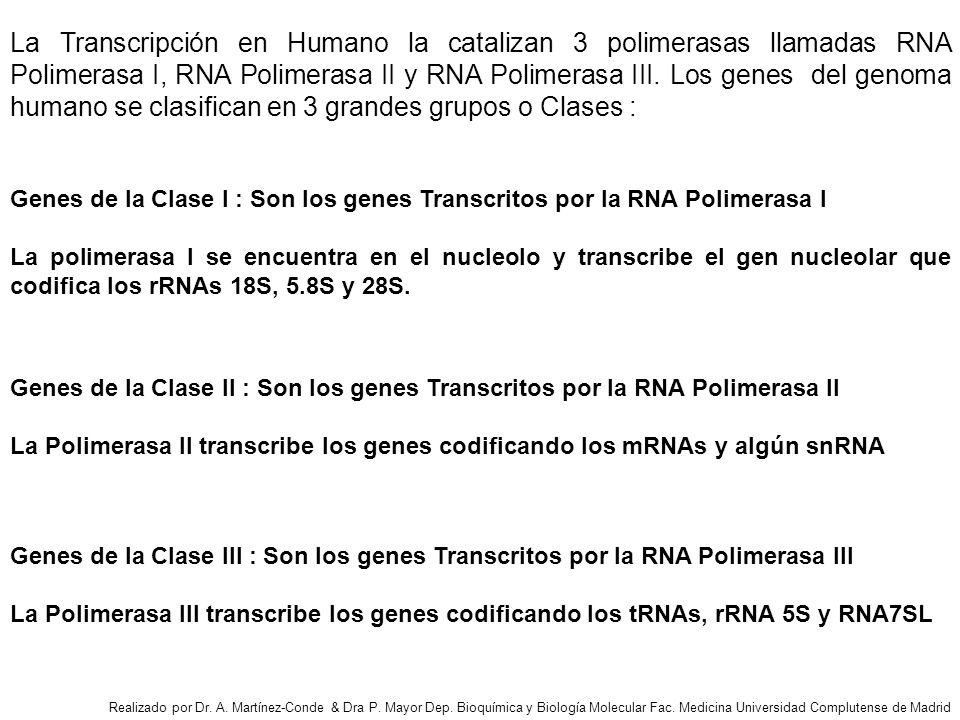 La Transcripción en Humano la catalizan 3 polimerasas llamadas RNA Polimerasa I, RNA Polimerasa II y RNA Polimerasa III. Los genes del genoma humano se clasifican en 3 grandes grupos o Clases :