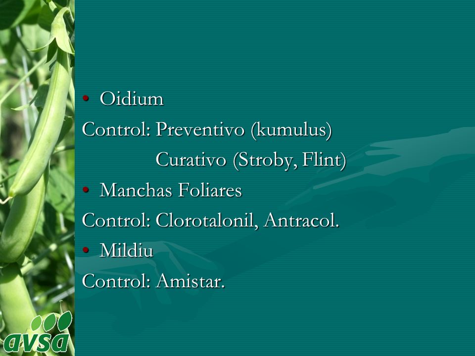 Oidium Control: Preventivo (kumulus) Curativo (Stroby, Flint) Manchas Foliares. Control: Clorotalonil, Antracol.