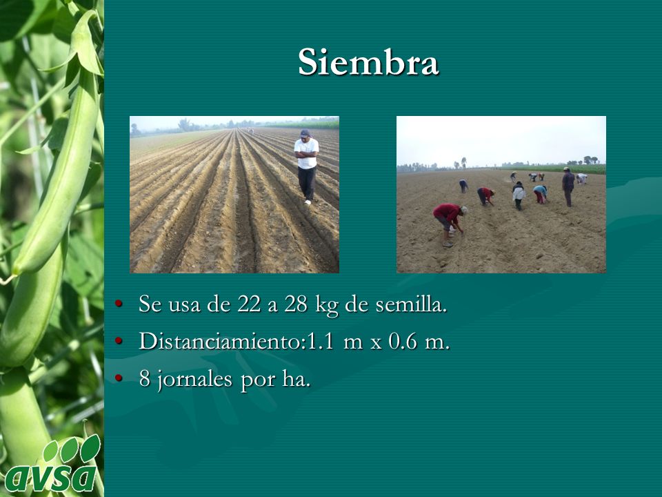 Siembra Se usa de 22 a 28 kg de semilla.