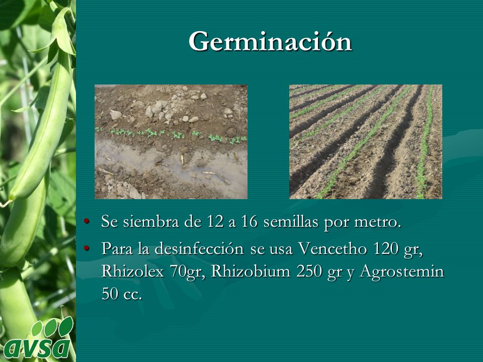 Germinación Se siembra de 12 a 16 semillas por metro.