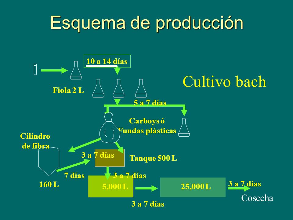 Esquema de producción Cultivo bach Cosecha Fiola 2 L 10 a 14 días