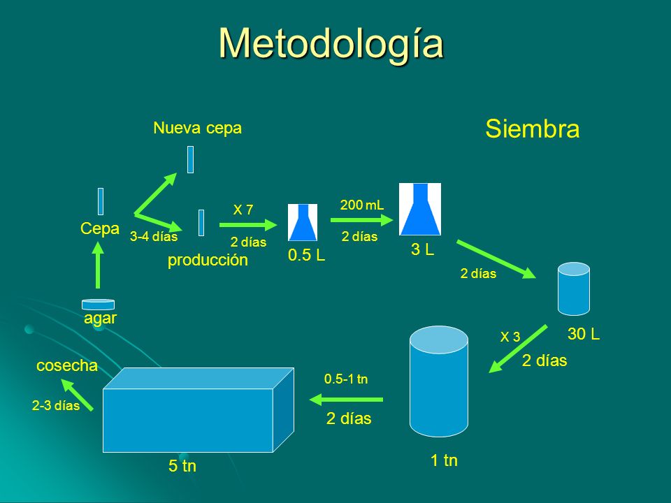 Metodología Siembra Nueva cepa Cepa 3 L 0.5 L producción agar 30 L