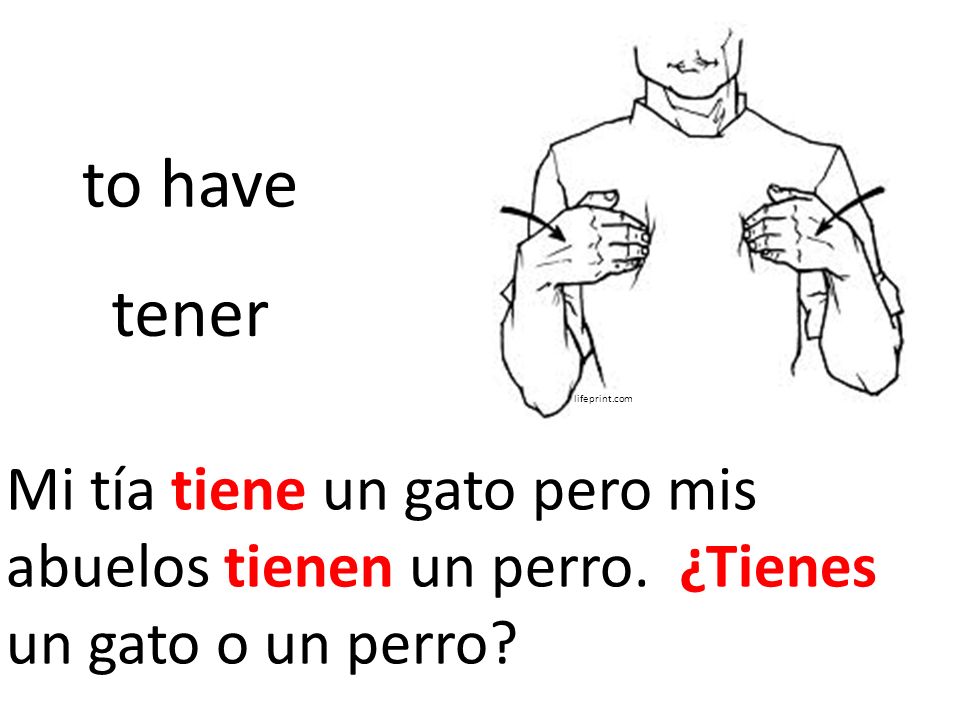 lifeprint.com to have. tener. Mi tía tiene un gato pero mis abuelos tienen un perro.