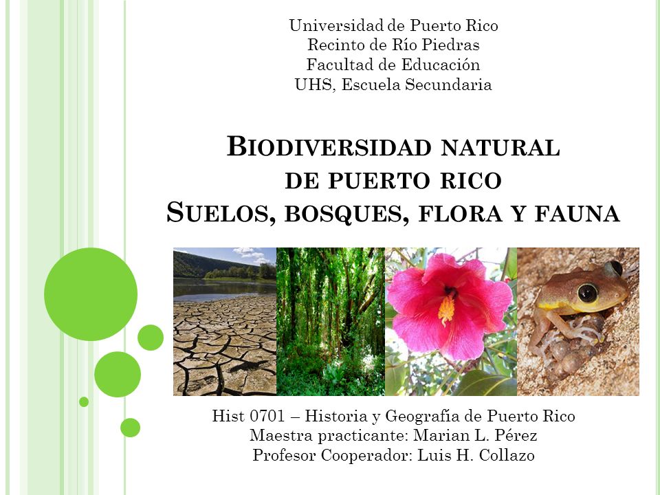 Biodiversidad natural de puerto rico Suelos, bosques, flora y fauna