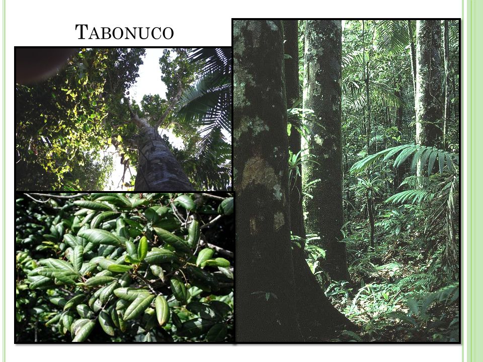 Tabonuco