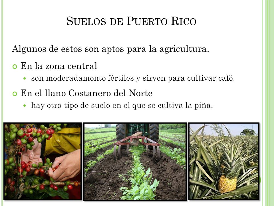 Suelos de Puerto Rico Algunos de estos son aptos para la agricultura.