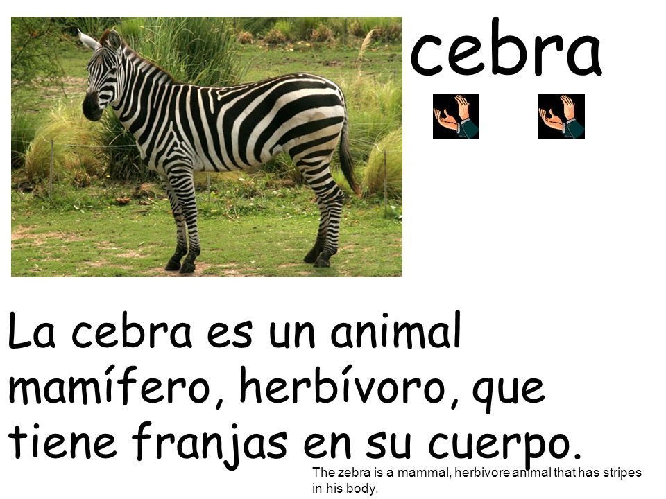 cebra La cebra es un animal mamífero, herbívoro, que tiene franjas en su cuerpo. The zebra is a mammal, herbivore animal that has stripes.