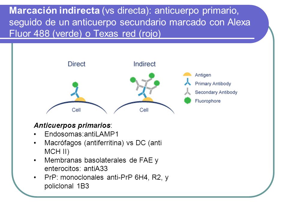 Marcación indirecta (vs directa): anticuerpo primario, seguido de un anticuerpo secundario marcado con Alexa Fluor 488 (verde) o Texas red (rojo)