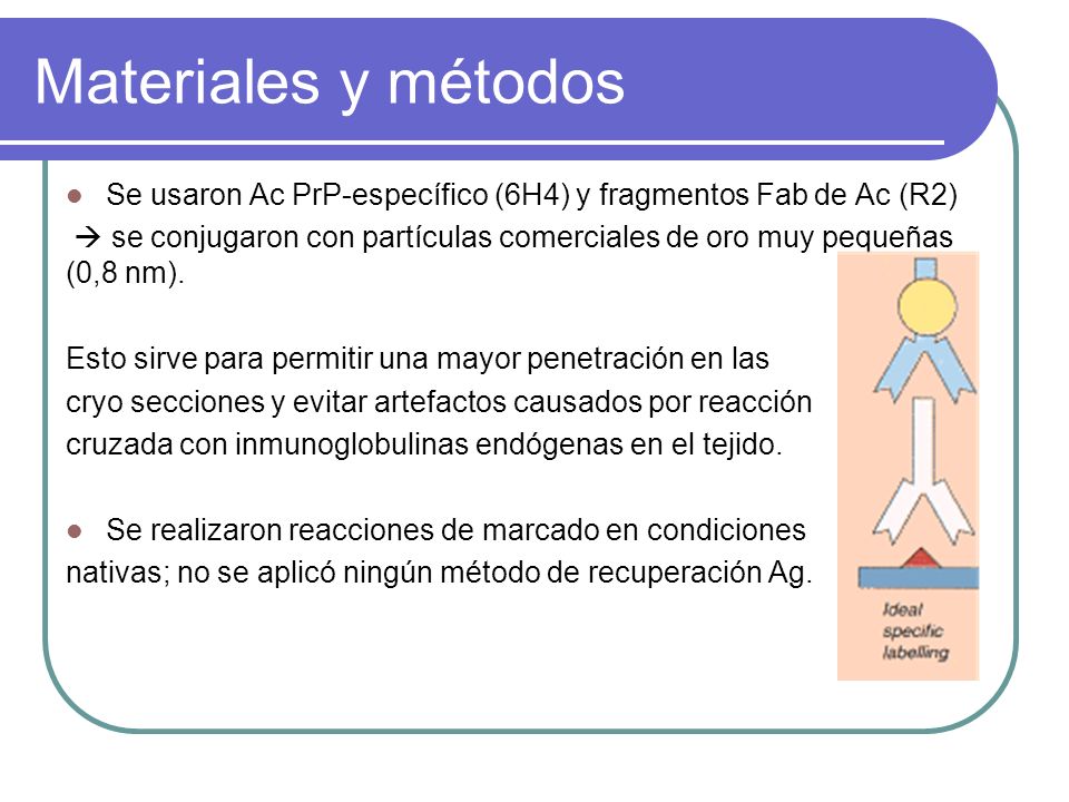 Materiales y métodos Se usaron Ac PrP-específico (6H4) y fragmentos Fab de Ac (R2)