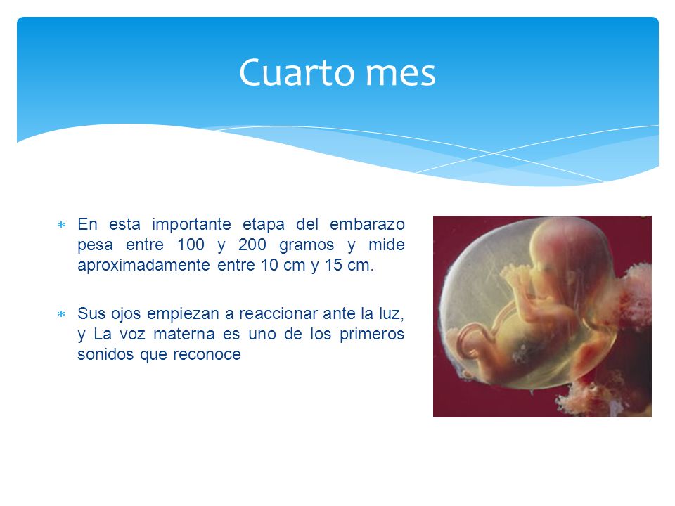 Cuarto mes En esta importante etapa del embarazo pesa entre 100 y 200 gramos y mide aproximadamente entre 10 cm y 15 cm.