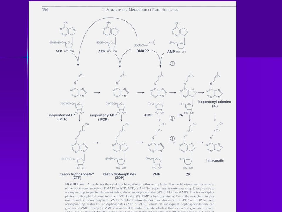 IPP se isomeriza con DMAPP y al unirse al AMP se origina el iPMP (isopenteniladenosine 5 monoP) y este es el precursor de todas las ck que ocurren naturalmente: zeatina mono P, y luego Zeatina (es un compuesto estable).