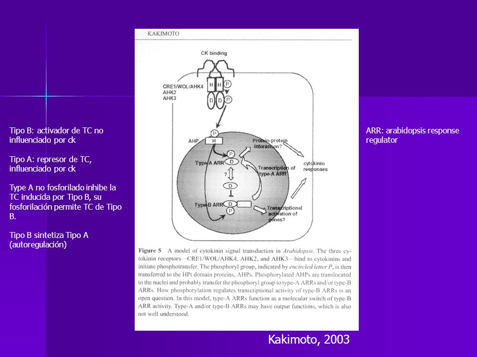 Kakimoto, 2003 Tipo B: activador de TC no influenciado por ck