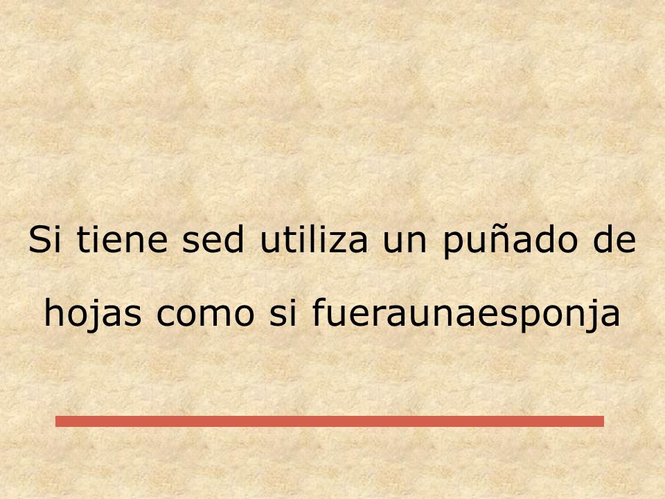 Si tiene sed utiliza un puñado de hojas como si fueraunaesponja